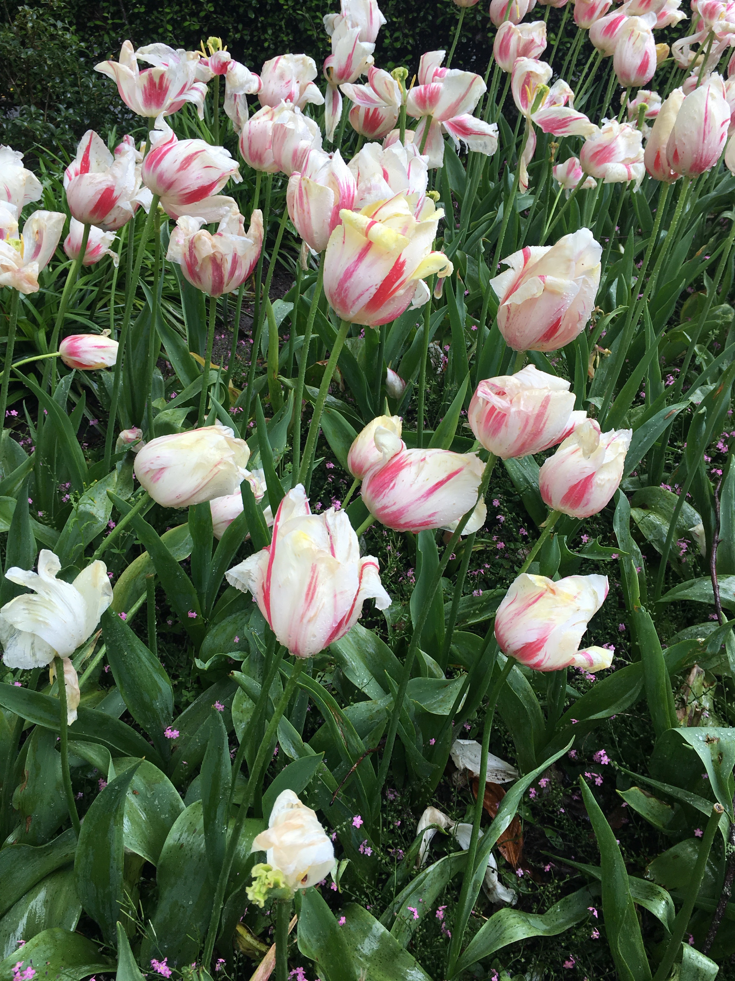 White tulips streaked with pink among green leaves