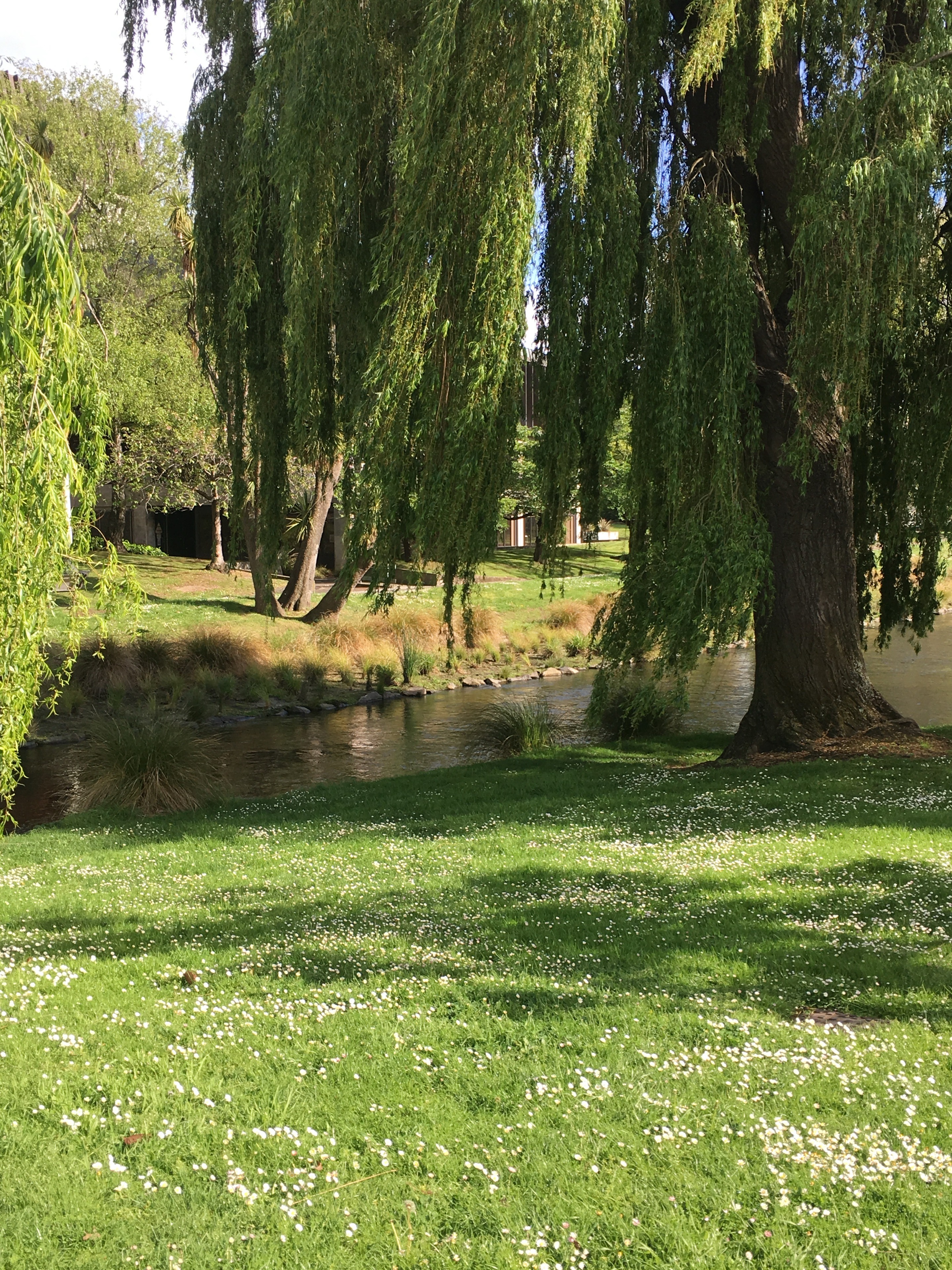 Willow branches above a stream and a lawn dotted with daisies